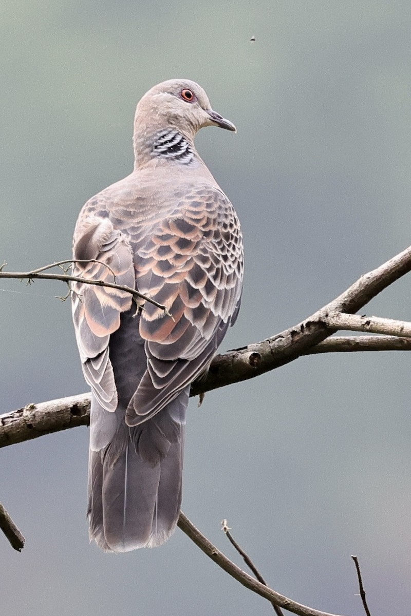 Oriental Turtle-Dove - ML582750841