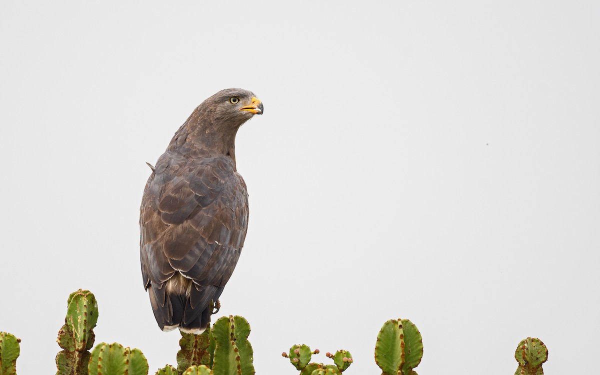 Banded Snake-Eagle - ML582750861