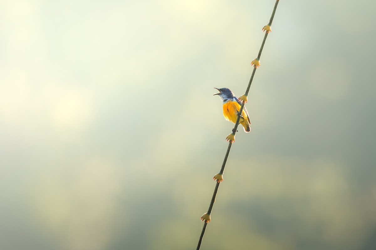 Orange-bellied Flowerpecker - ML582750871