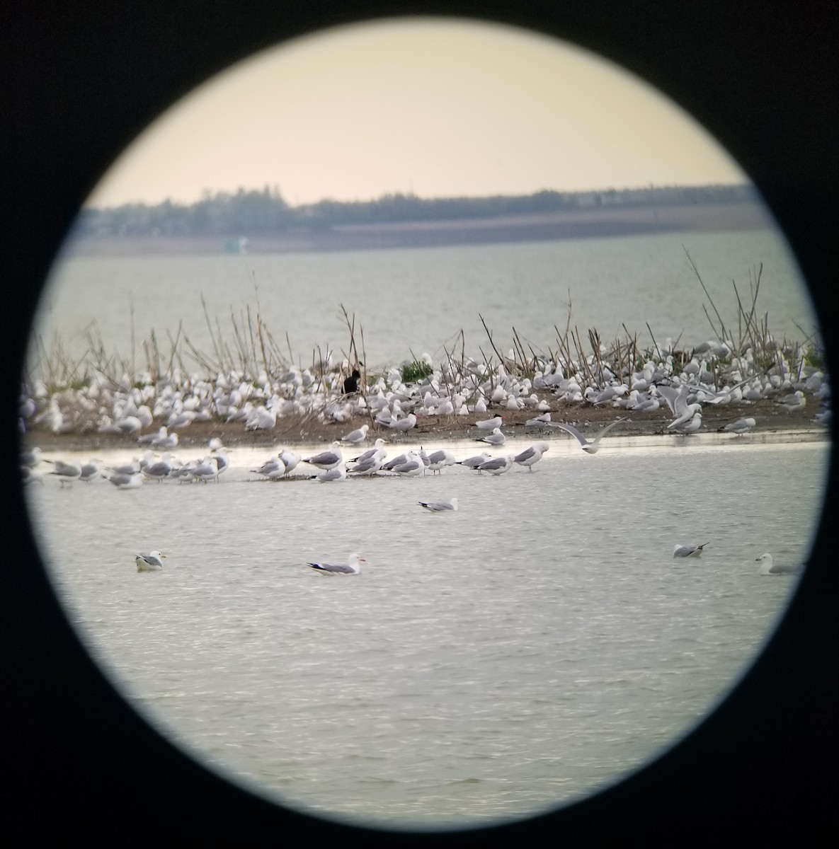 Caspian Tern - ML58275171