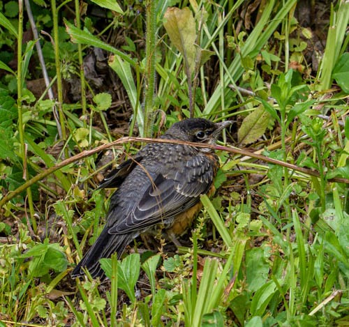 American Robin - ML582752921