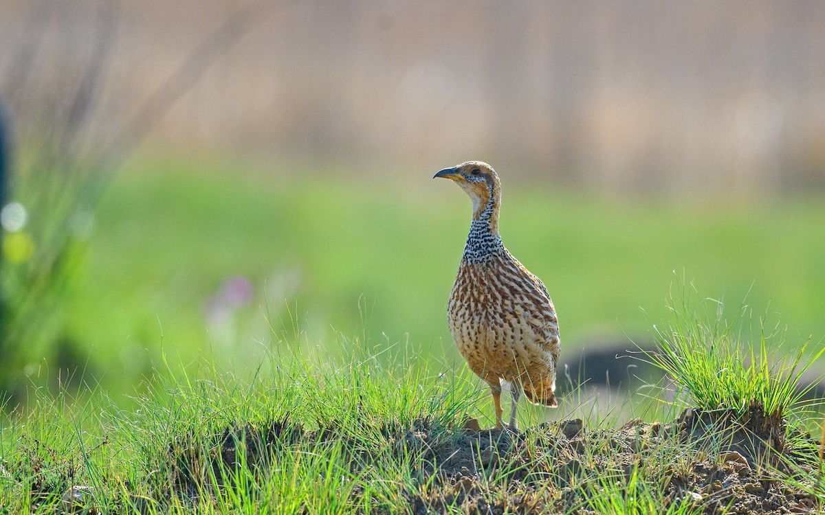 Red-winged Francolin - ML582754301