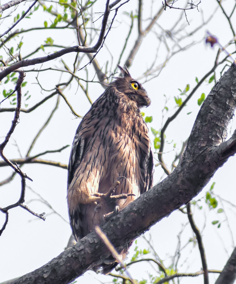 Brown Fish-Owl - Arjun Suresh