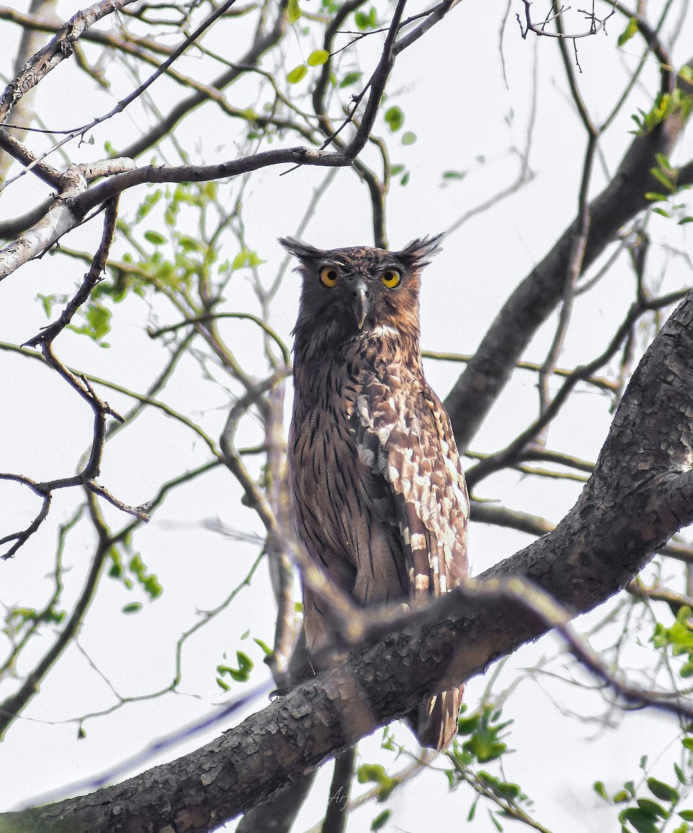 Brown Fish-Owl - ML582754731