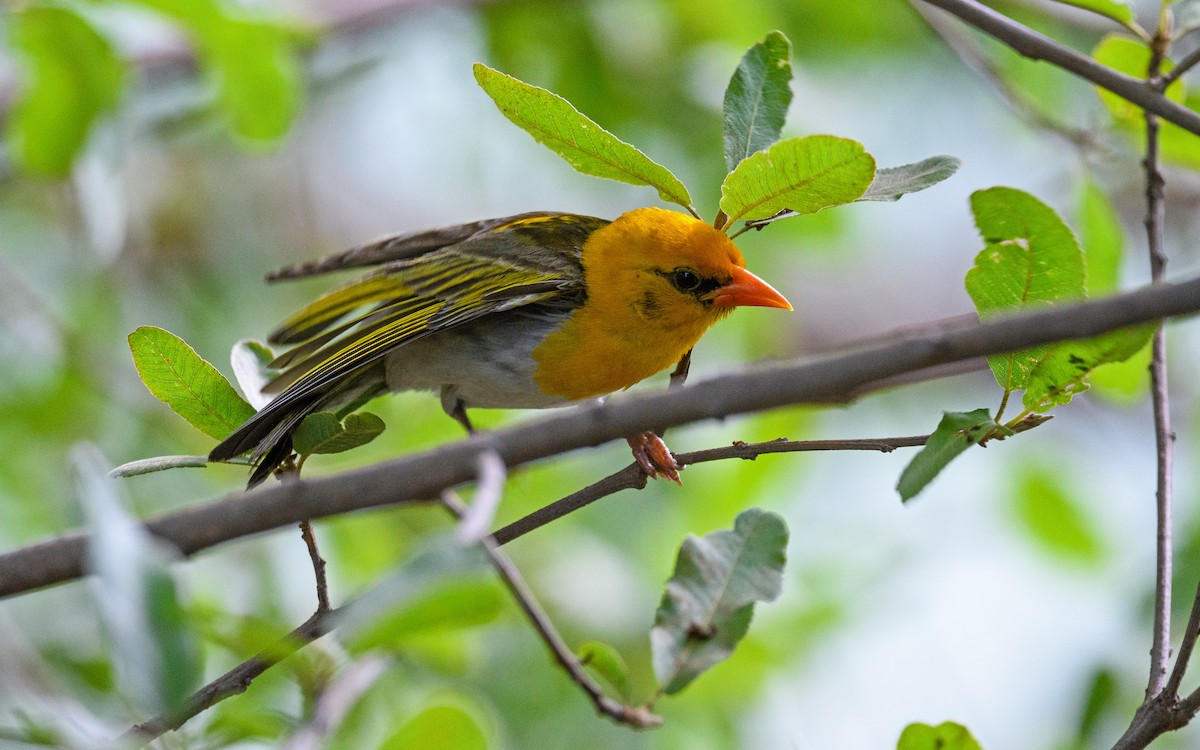 Red-headed Weaver - ML582755161