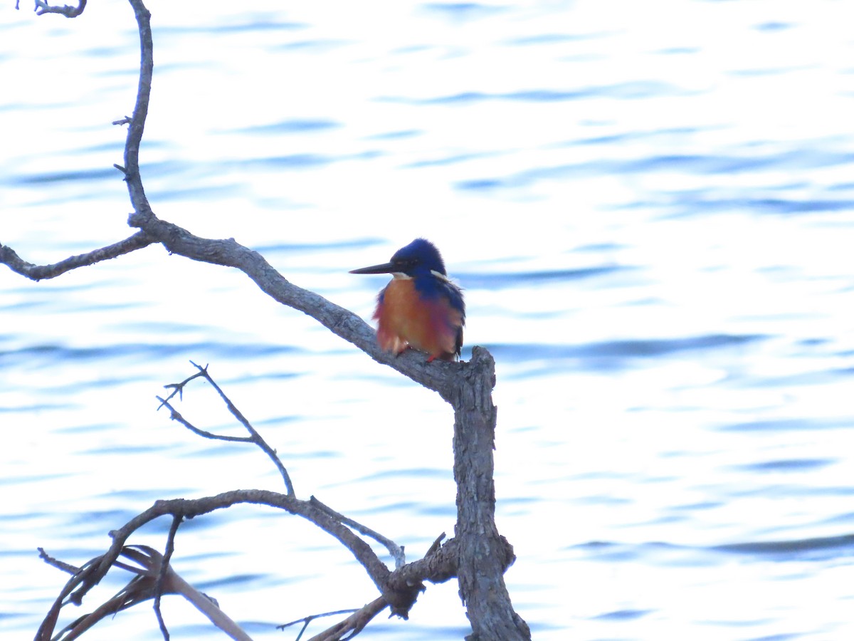 Azure Kingfisher - ML582755611