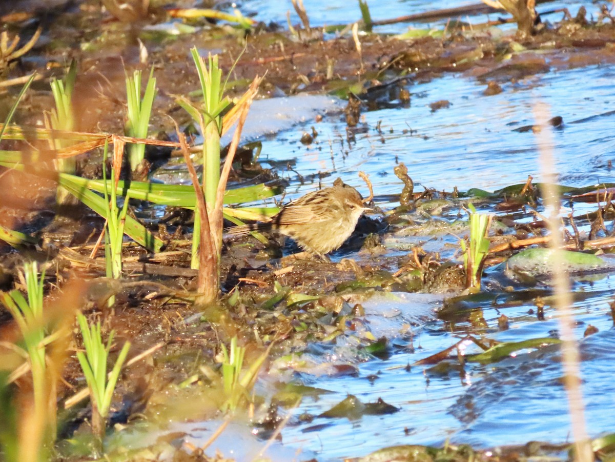 Little Grassbird - ML582755671