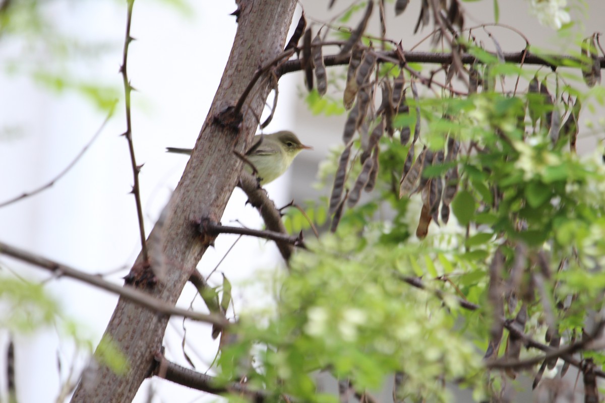 Icterine Warbler - ML582755981