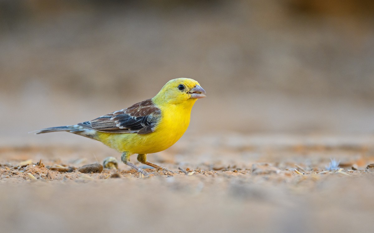 Sudan Golden Sparrow - Dylan Vasapolli - Birding Ecotours