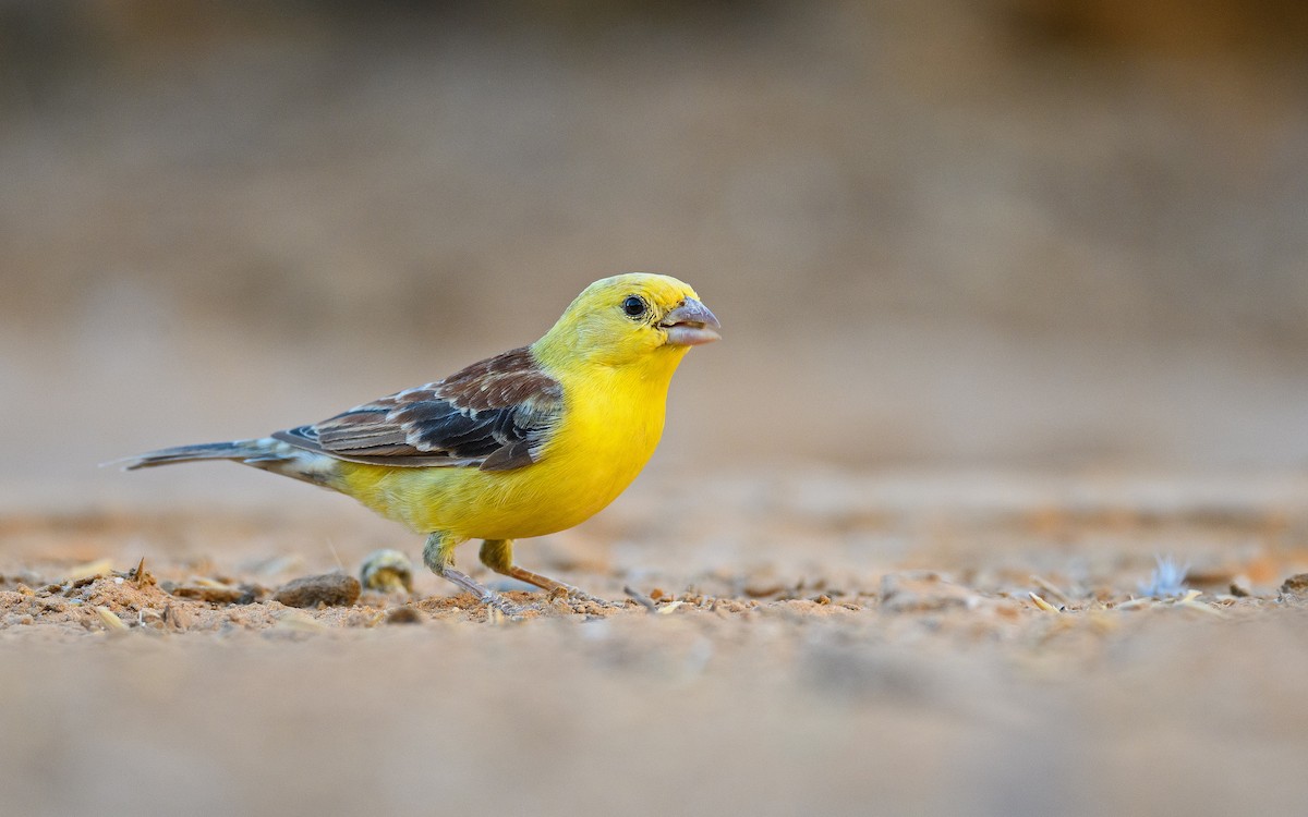 Sudan Golden Sparrow - ML582756211