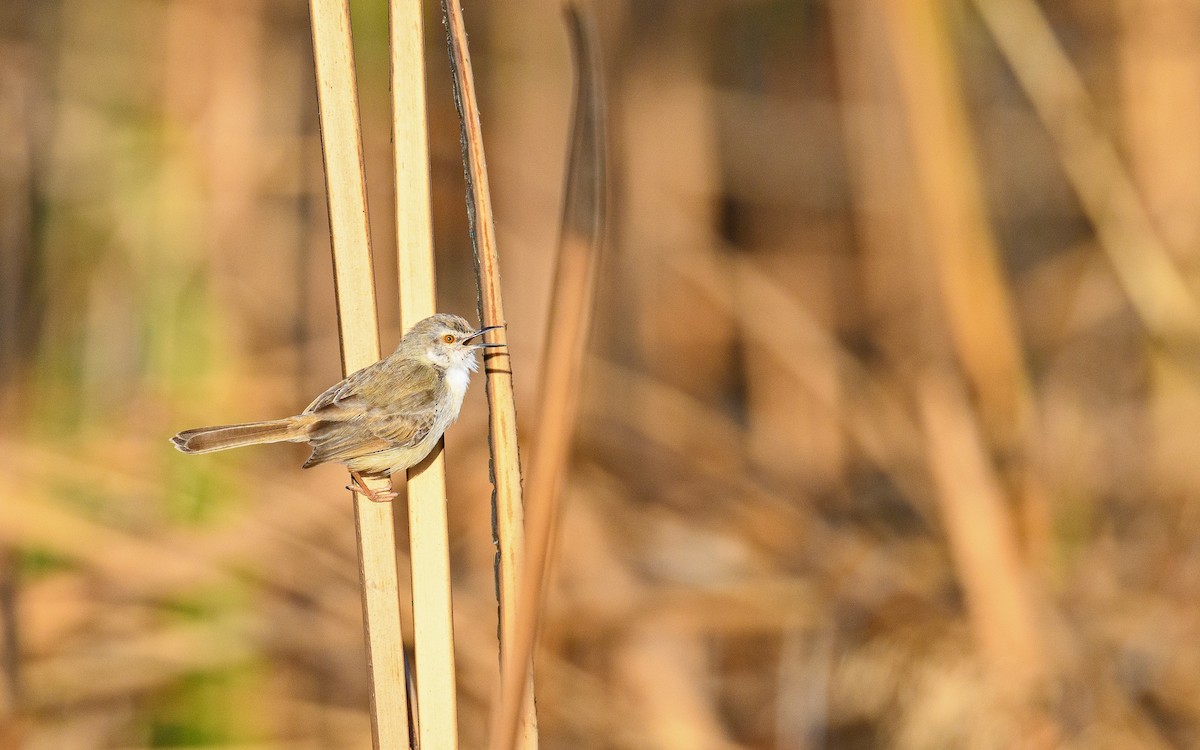 カワハウチワドリ - ML582756371