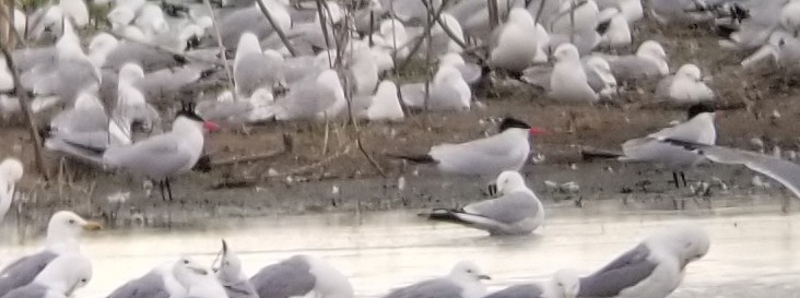 Caspian Tern - Annie McLeod