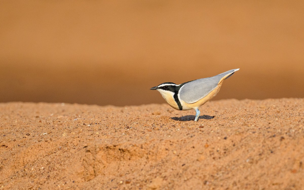 Egyptian Plover - Dylan Vasapolli - Birding Ecotours