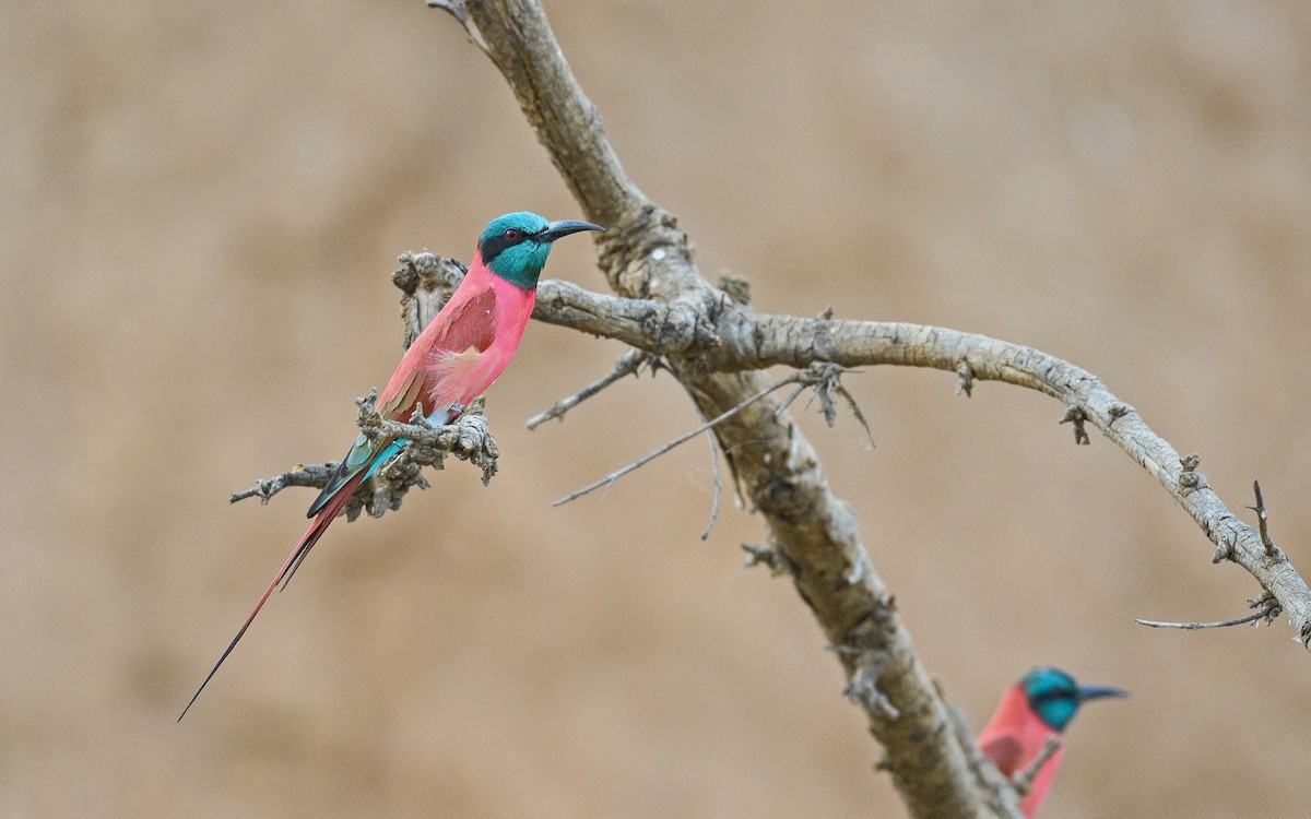 Northern Carmine Bee-eater - Dylan Vasapolli - Birding Ecotours