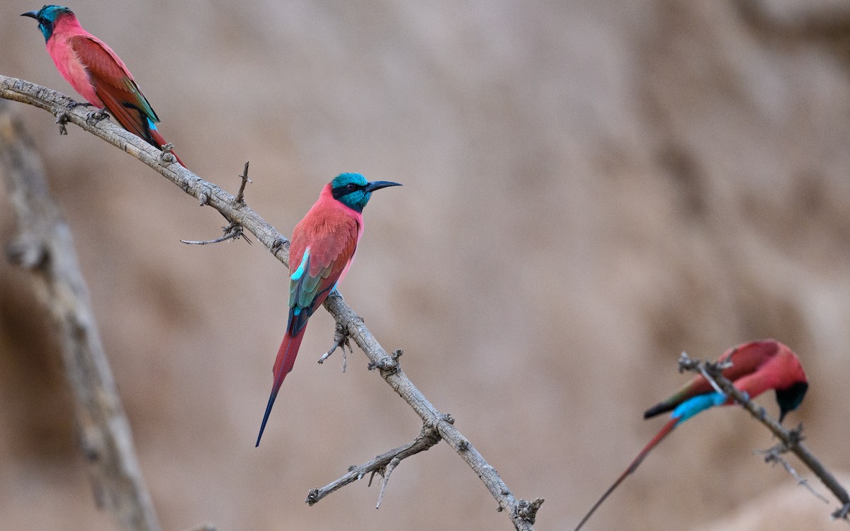 Northern Carmine Bee-eater - Dylan Vasapolli - Birding Ecotours