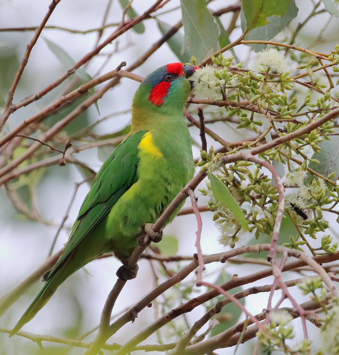 Musk Lorikeet - ML582757451