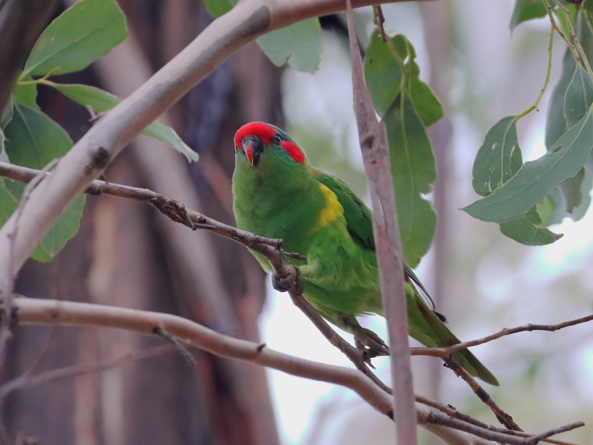 Musk Lorikeet - ML582757461