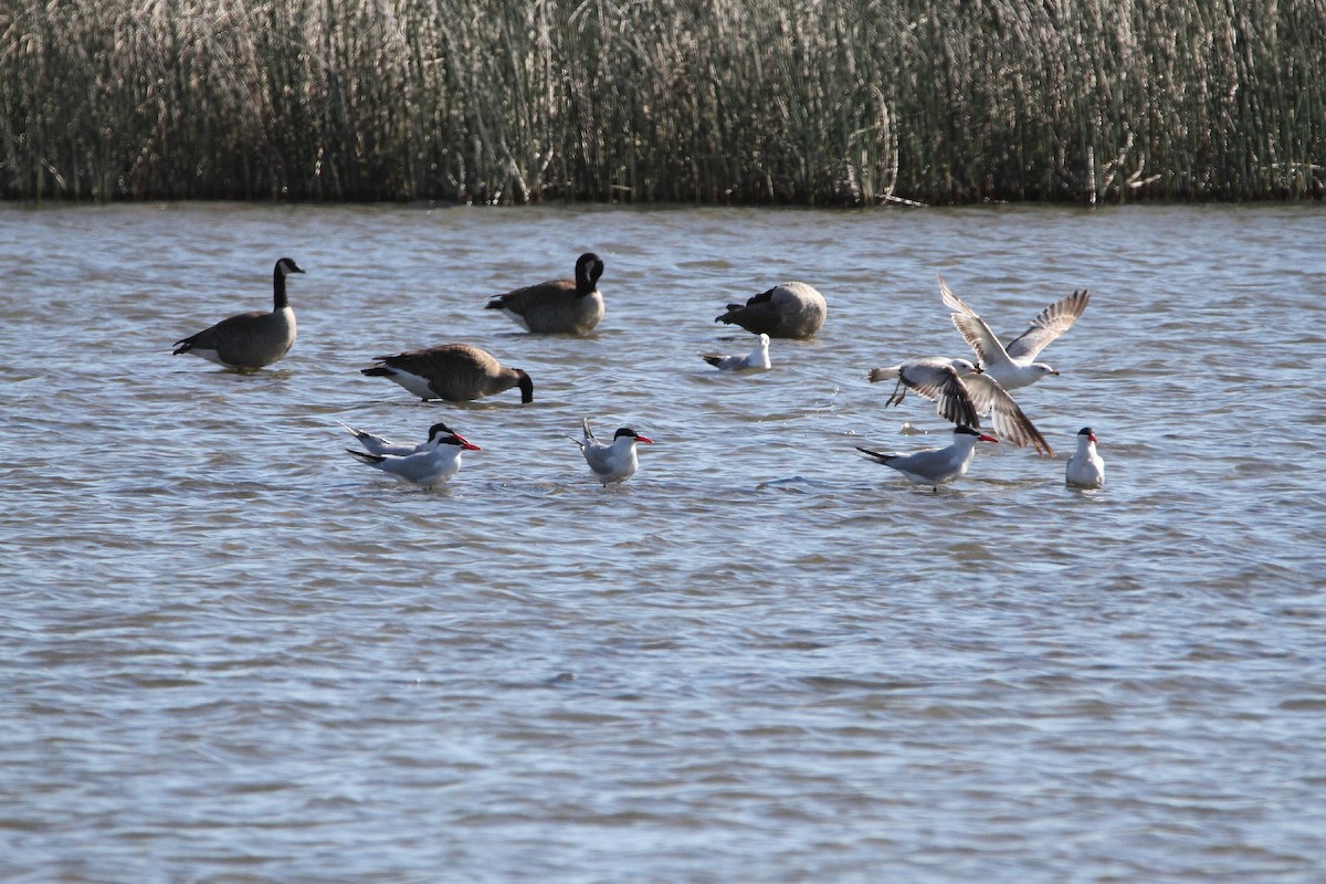 Caspian Tern - ML58275761