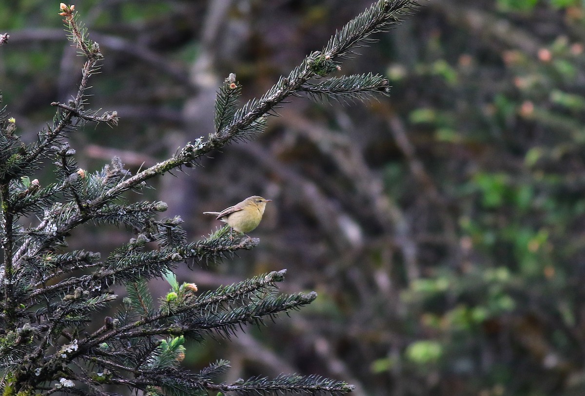 Tickell's Leaf Warbler (Alpine) - ML58275781