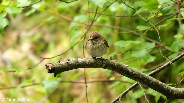 Spotted Flycatcher - ML582758031