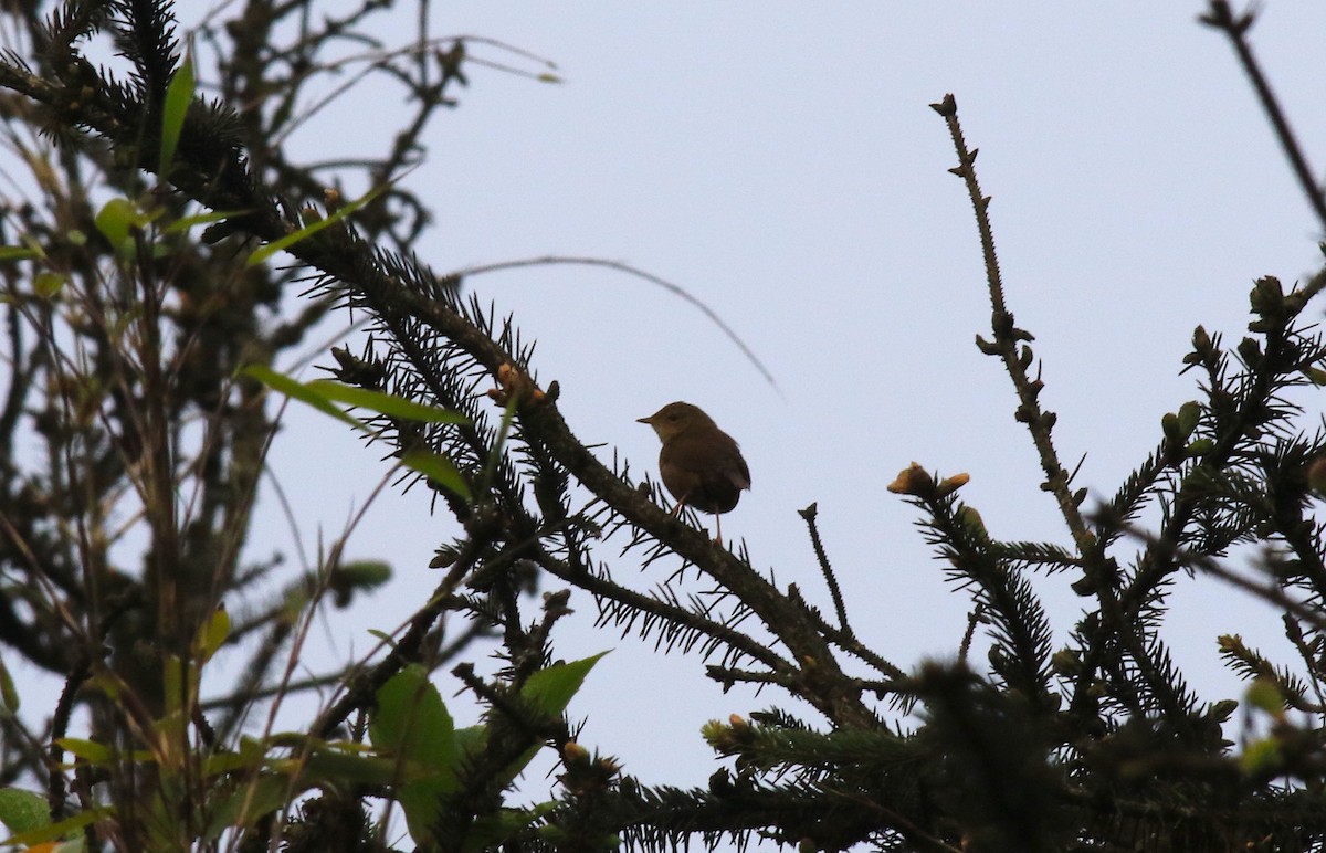 Brown Bush Warbler - ML58275821