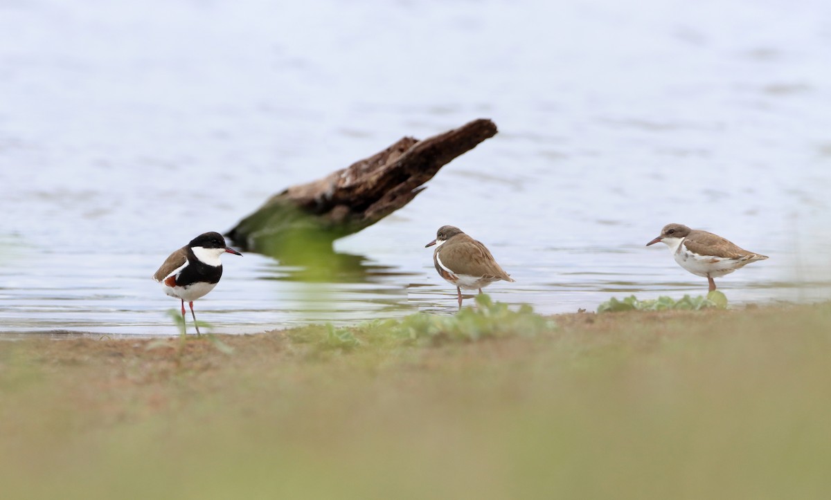 Red-kneed Dotterel - Rolo Rodsey