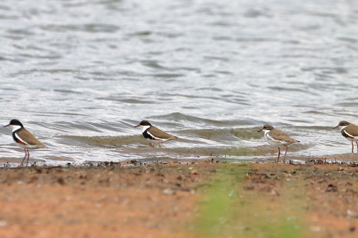 Red-kneed Dotterel - Rolo Rodsey