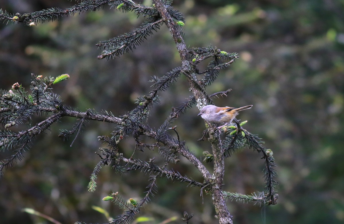 Gray-hooded Fulvetta - ML58275901