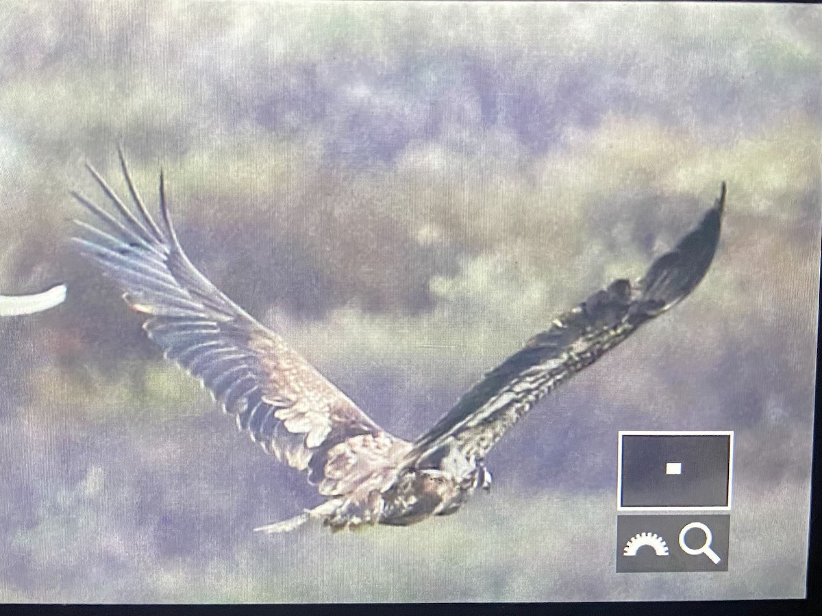 Bald Eagle - Nick Hajdukovich