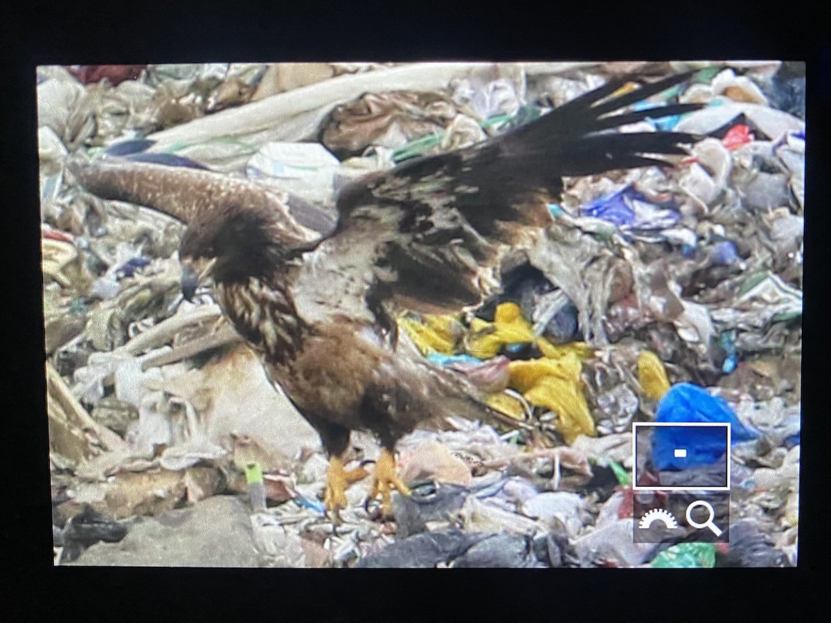 Bald Eagle - Nick Hajdukovich