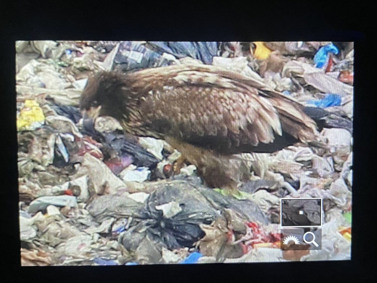 Bald Eagle - Nick Hajdukovich