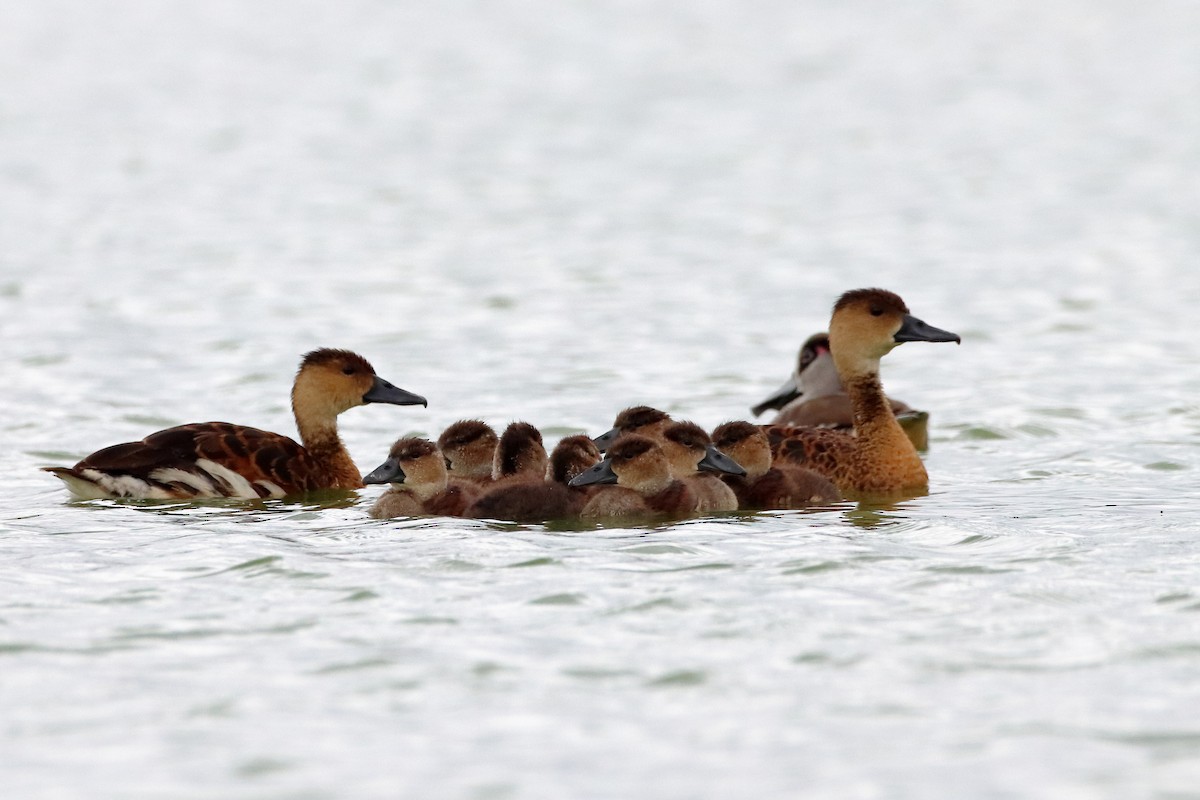 Wandering Whistling-Duck - ML582759971