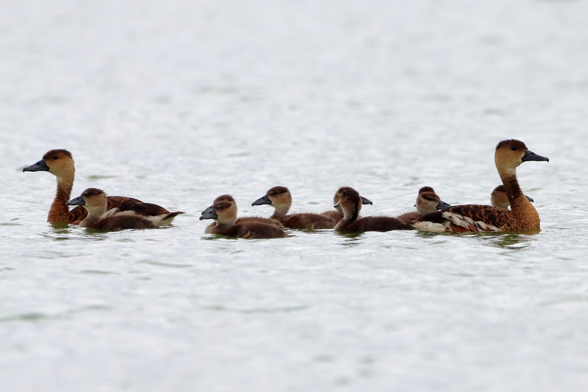 Wandering Whistling-Duck - ML582760011