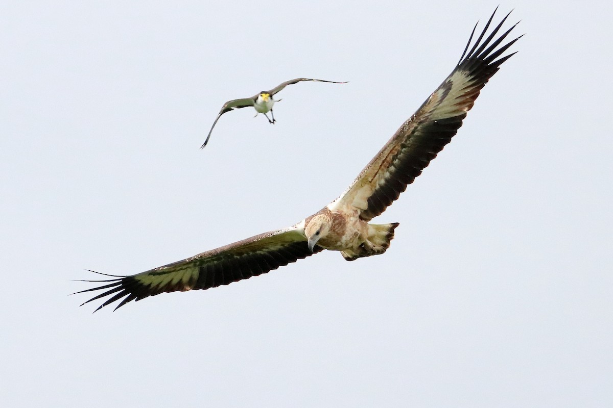 White-bellied Sea-Eagle - ML582760231