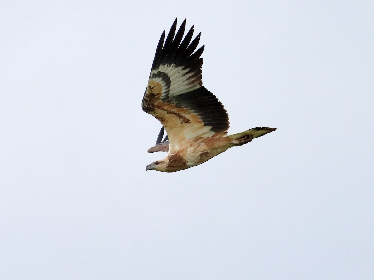 White-bellied Sea-Eagle - ML582760241