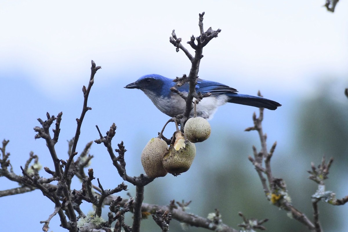 Woodhouse's Scrub-Jay (Sumichrast's) - ML582760411