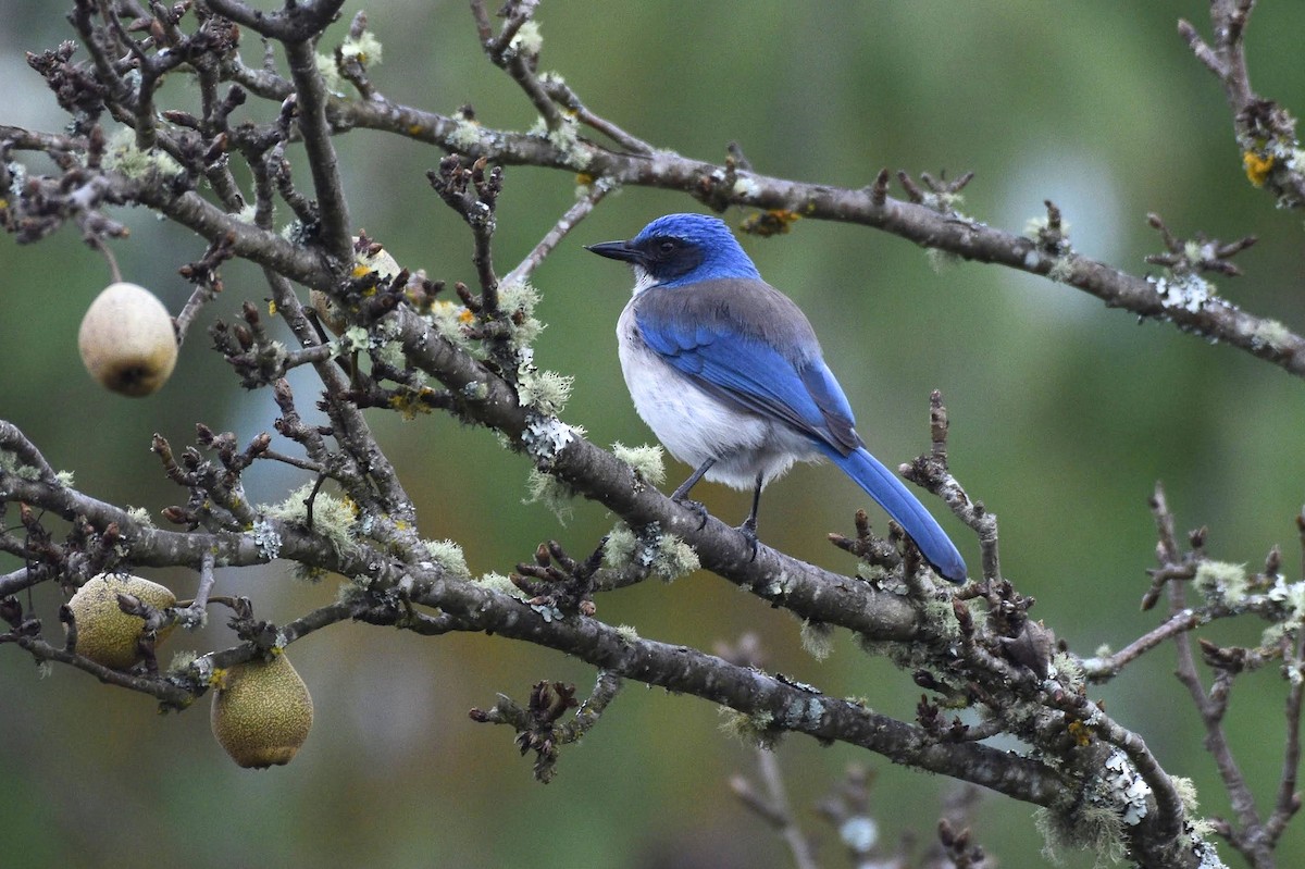 Woodhouse's Scrub-Jay (Sumichrast's) - ML582760421