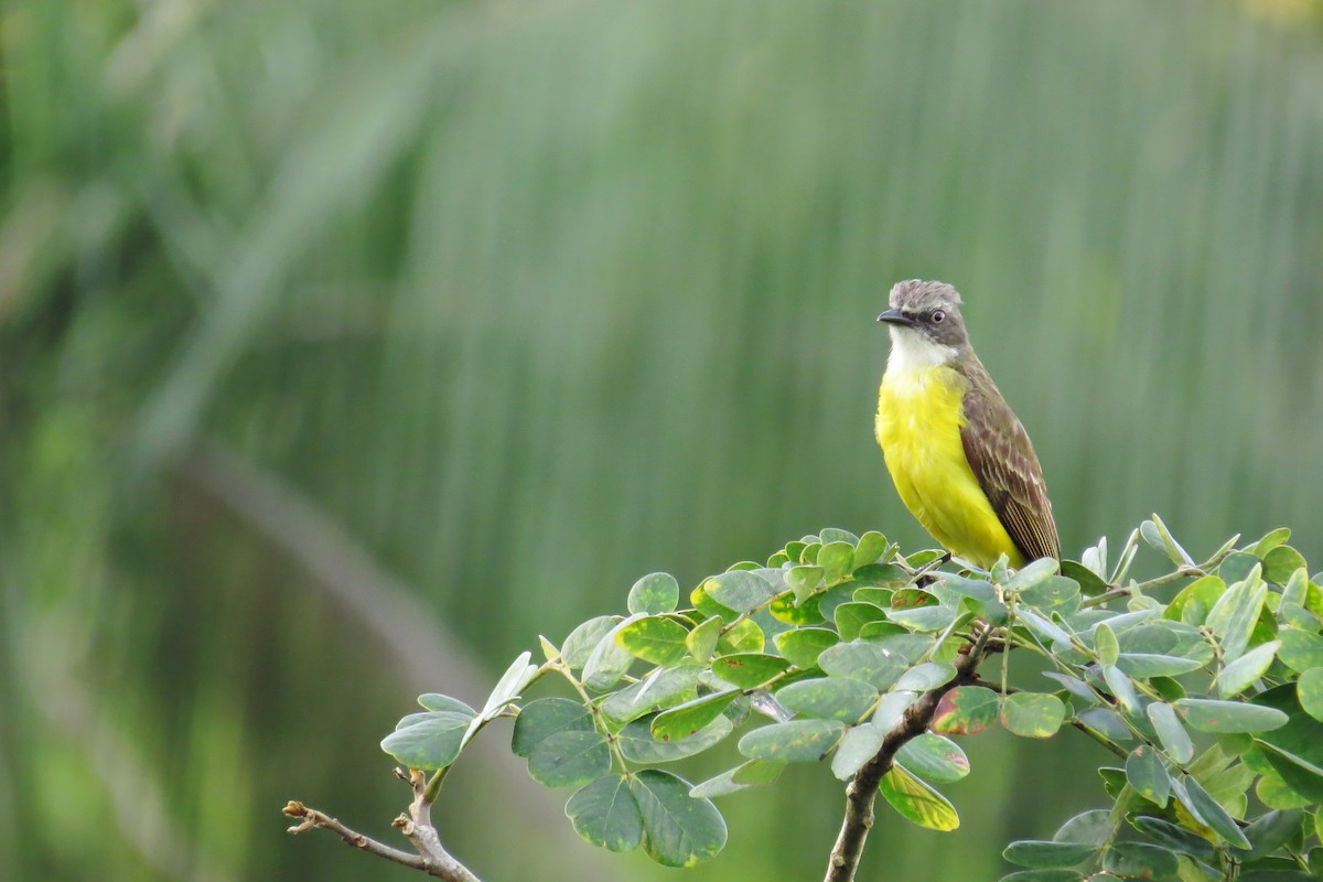 Gray-capped Flycatcher - ML58276091