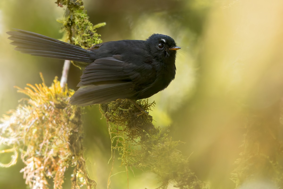 Black Fantail - ML582761351