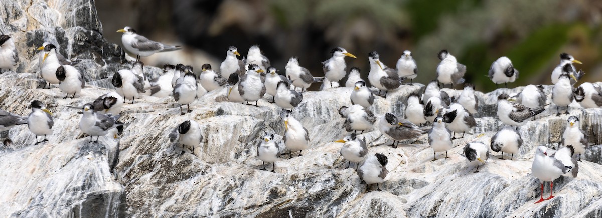 Great Crested Tern - ML582762541