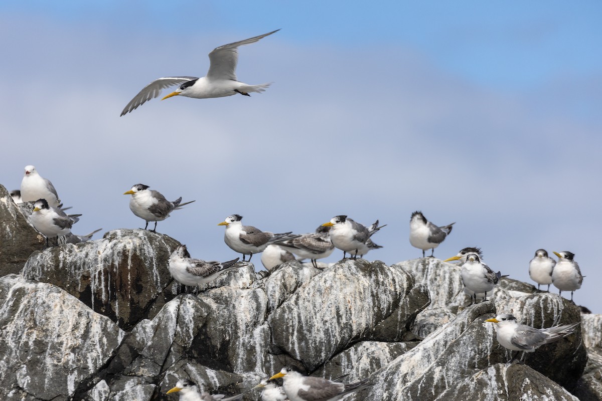 Great Crested Tern - ML582762551