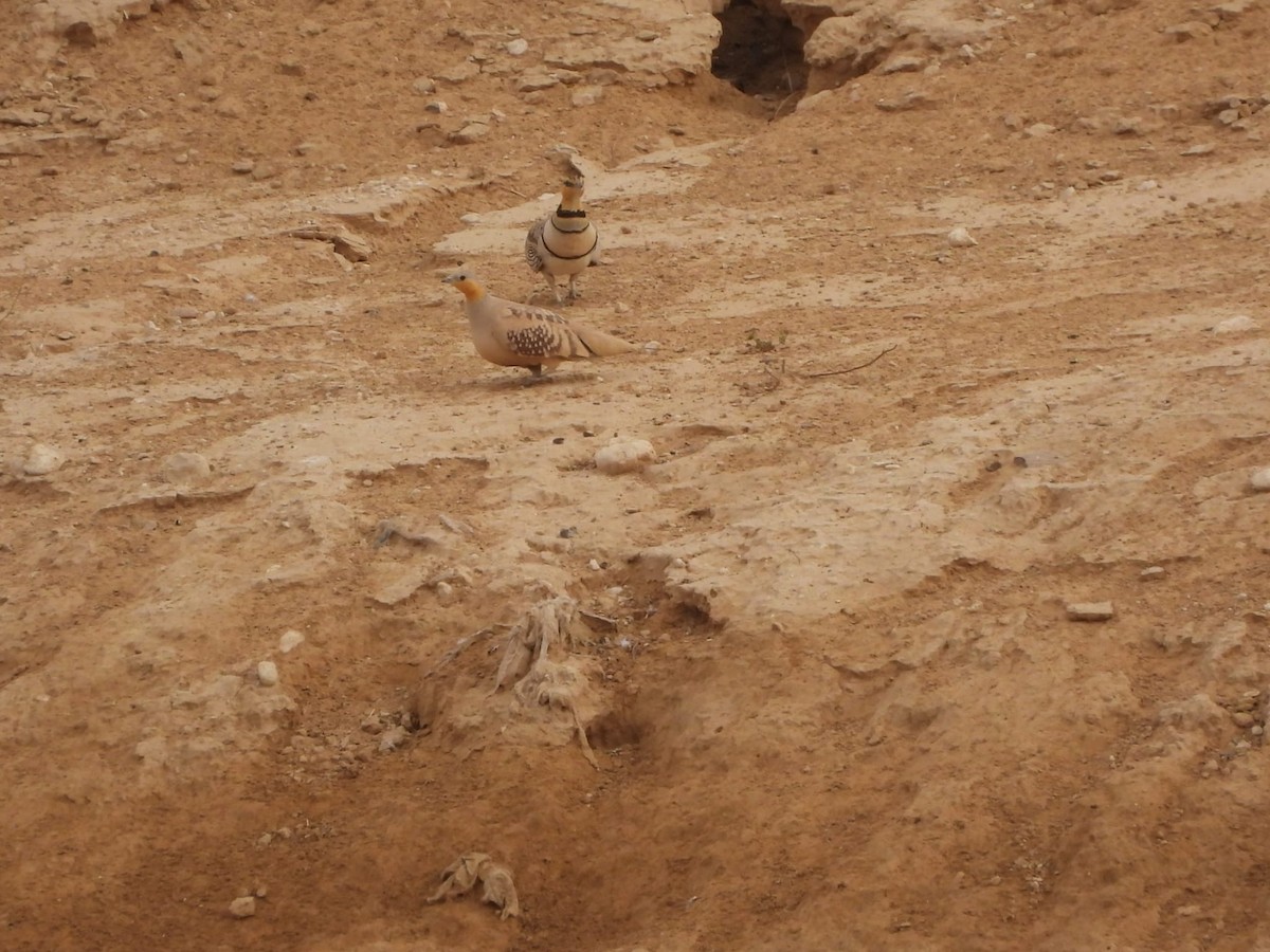 Spotted Sandgrouse - ML582762791