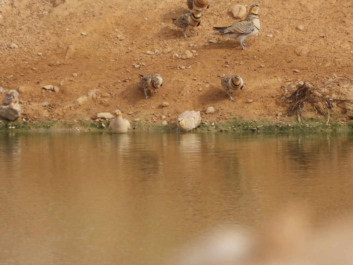 Spotted Sandgrouse - ML582762811