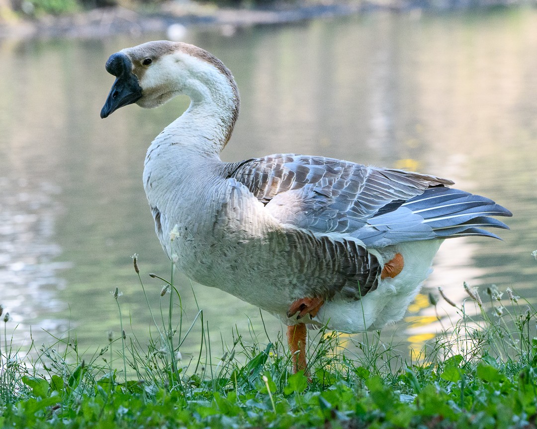 Swan Goose (Domestic type) - ML582763101