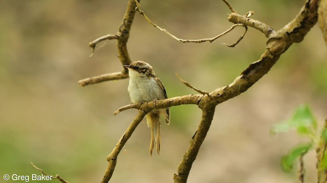 Eurasian Treecreeper - ML582763851