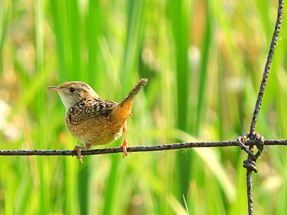 Sedge Wren - ML582763881