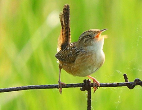 Sedge Wren - ML582763891