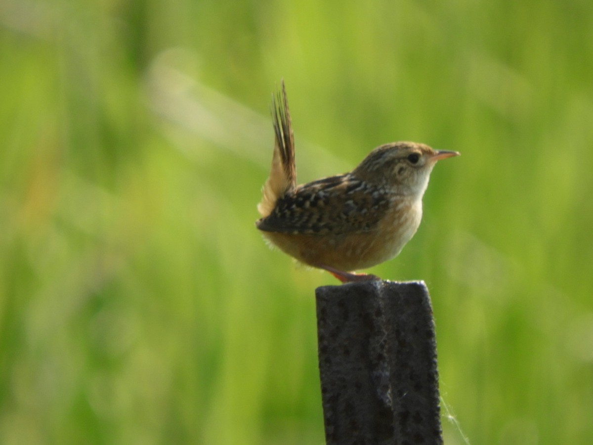 Sedge Wren - ML582763901