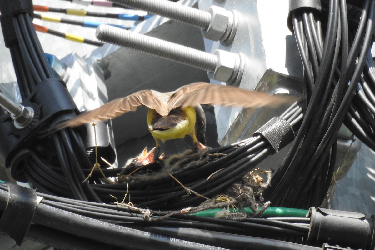 Western Kingbird - ML582765341