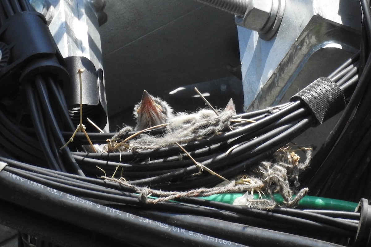 Western Kingbird - ML582765371